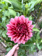 Bloomquist York (GG)