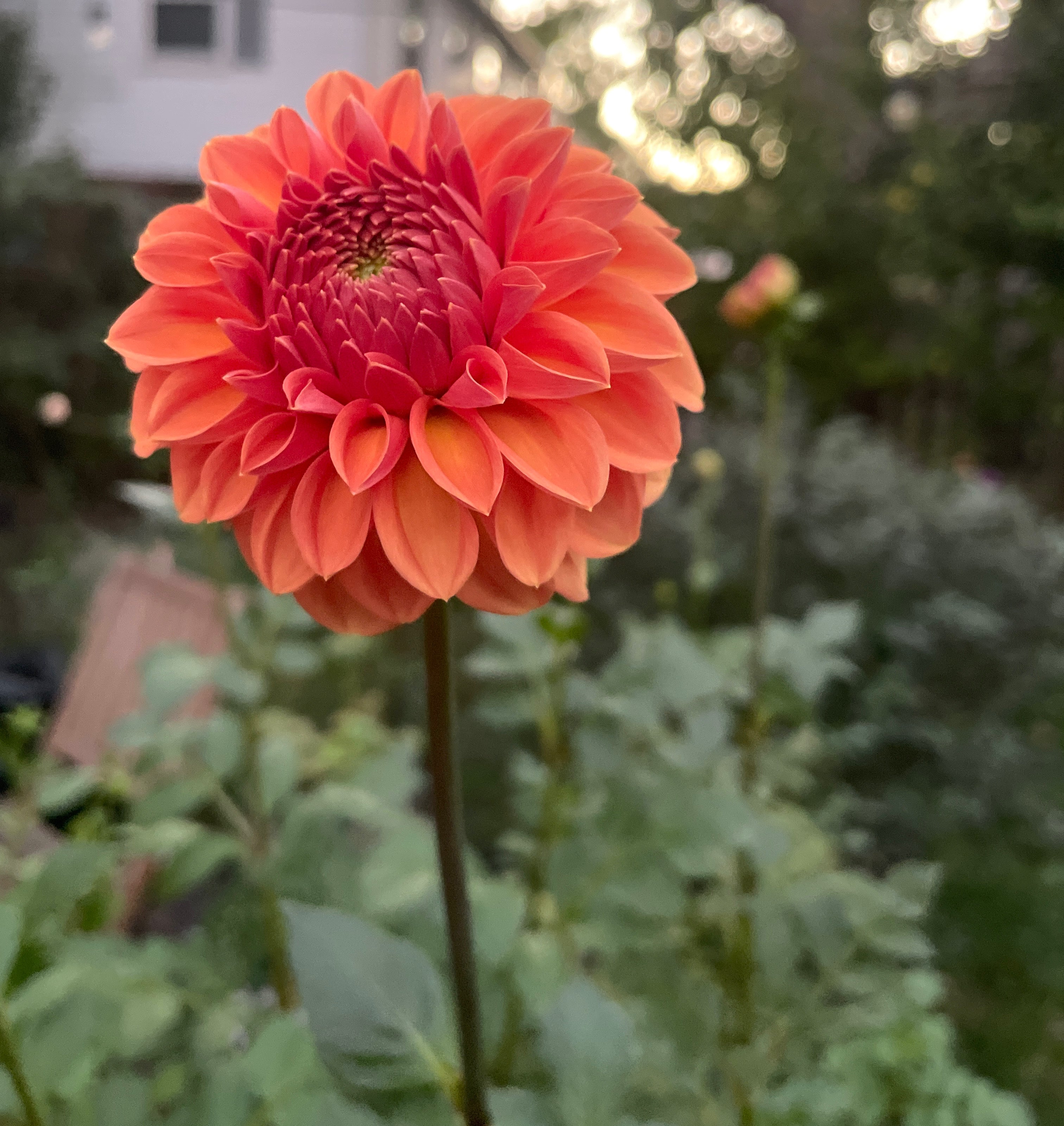 Ferncliff Apricot