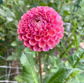 Hapet Coppery