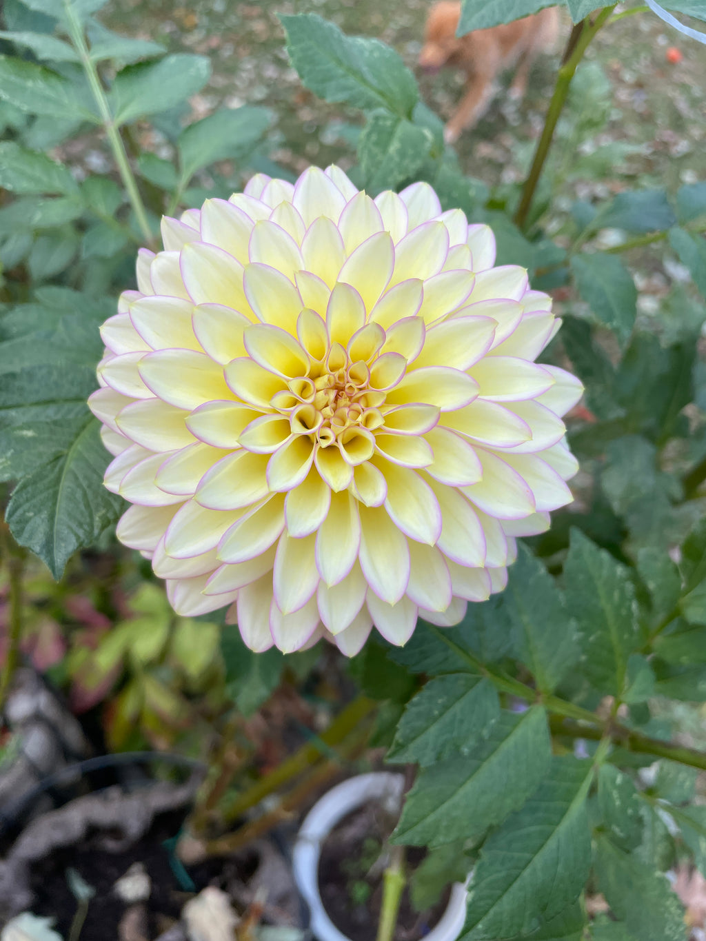 Bloomquist Blush (GG)