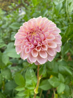 KA's® Cinder Rose