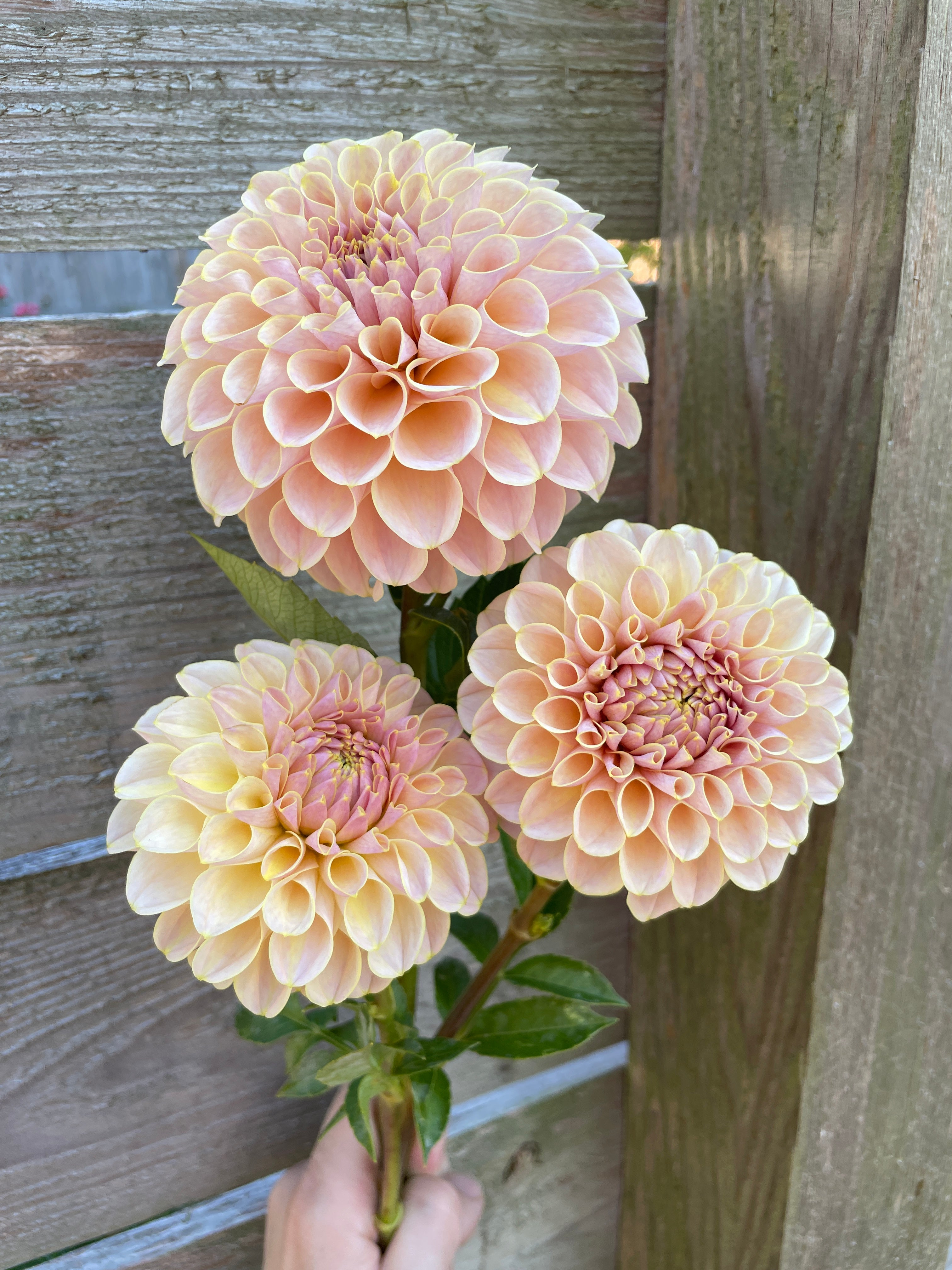 KA's® Cinder Rose