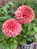 KA's® Coral Sea