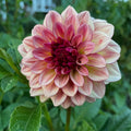 RM Raspberry Twinkle
